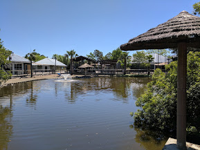 alligator adventure