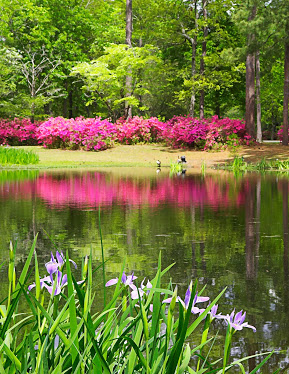 brookgreen gardens